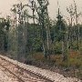 White Oak Swamp