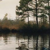 Cypress Swamps - North Landing River