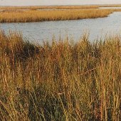 Marshland - Guinea Neck