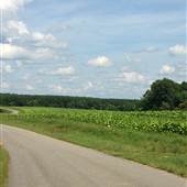 Tobacco Field on Mountain Valley Road