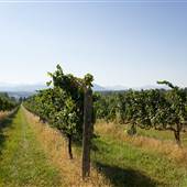 Afton Mountain Vineyard Harvest