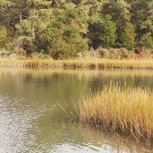 Davis Creek