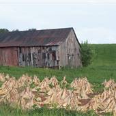 Tobacco Field