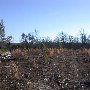 Schuyler Logging
