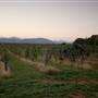 Afton Mountain Vineyards