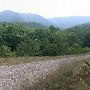 Forest Route 384