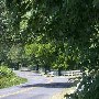 Scenic Roadshots Ivy