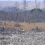 Chestnut Ridge Clearcut