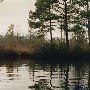 Cypress Swamps - North Landing River