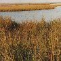 Marshland - Guinea Neck