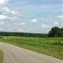 Tobacco Field on Mountain Valley Road