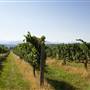 Afton Mountain Vineyard Harvest
