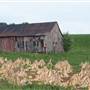 Tobacco Field
