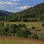 Lee's Orchard