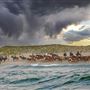 Chincoteague Pony Swim