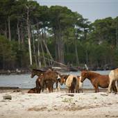 Assateague Ponies