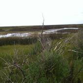 Guinea Marsh