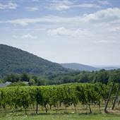 Linden Vineyards