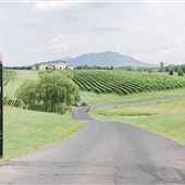 CrossKeys Vineyard