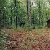 Lake Charles Woods