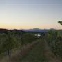 Afton Mountain Vineyards
