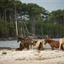 Assateague Ponies