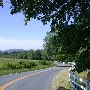 Scenic Roadshots Ivy