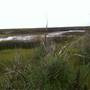 Guinea Marsh