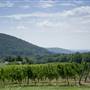 Linden Vineyards