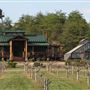 Rassawek Vineyard Summer