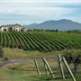 CrossKeys Vineyards