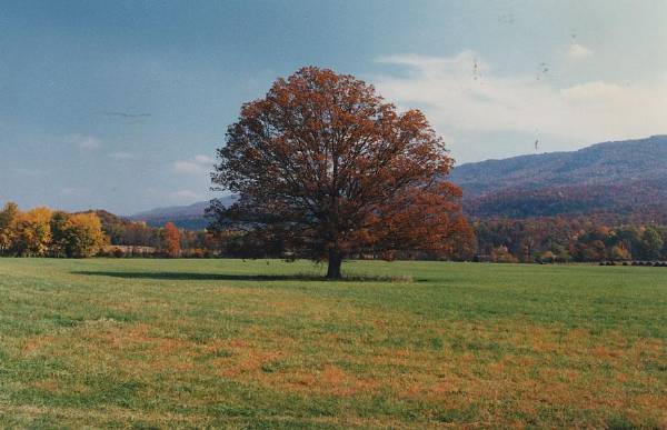 John's Creek Valley